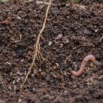 Mikroekosystemy w glebie – niewidzialna warstwa życia