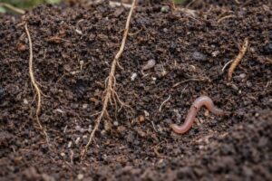 Mikroekosystemy w glebie – niewidzialna warstwa życia