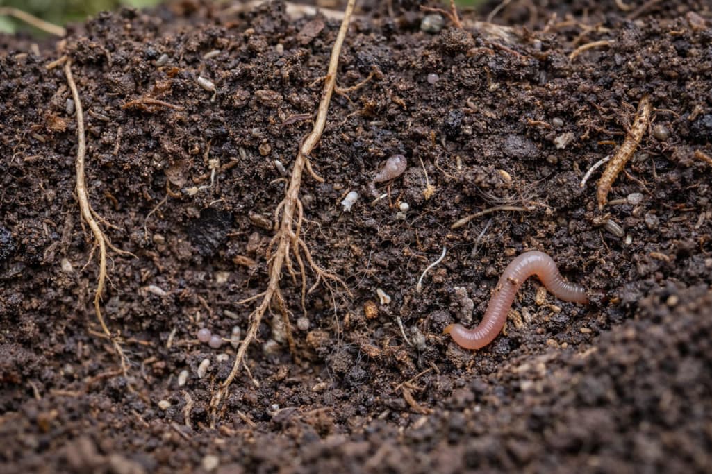 Mikroekosystemy w glebie – niewidzialna warstwa życia
